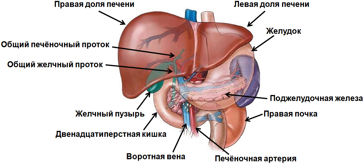 гепатомегалия диффузные изменения печени и поджелудочной железы